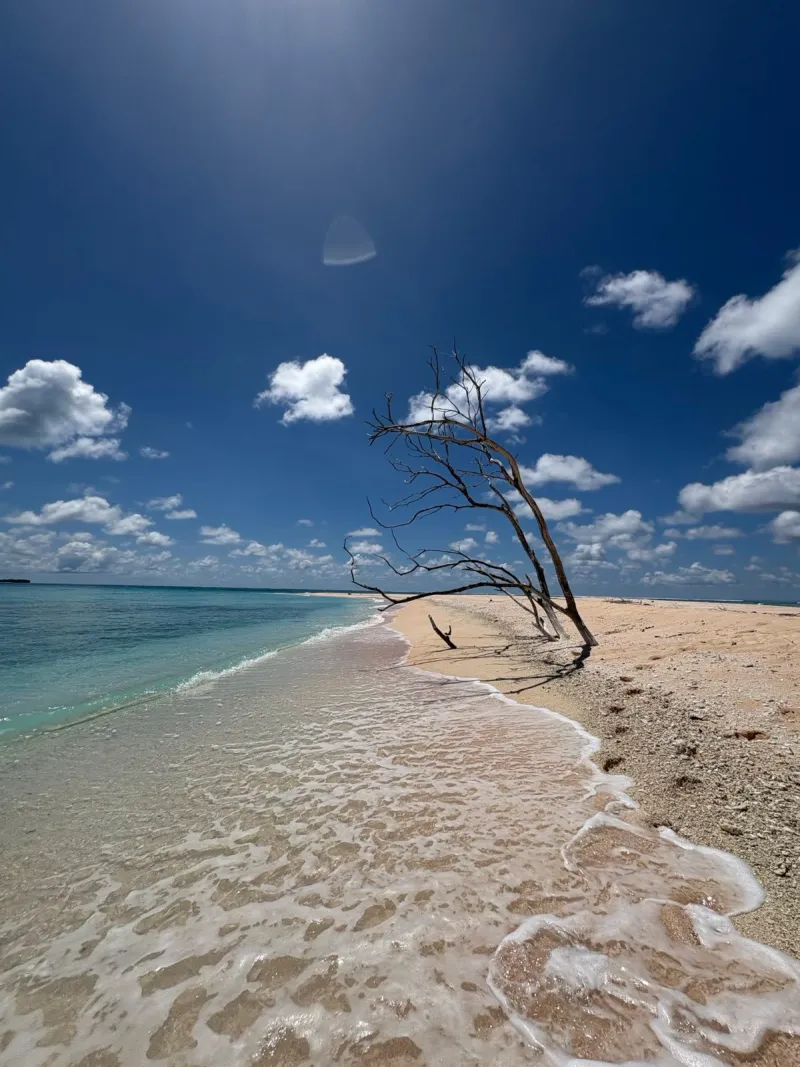 Leaning palm tree over shallow turquoise water on a Tuvaluan beach.